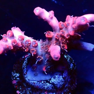 WYSIWYG 11H Barbie Blush Acropora Frag