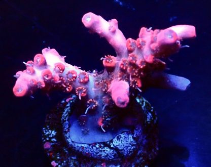 WYSIWYG 11H Barbie Blush Acropora Frag