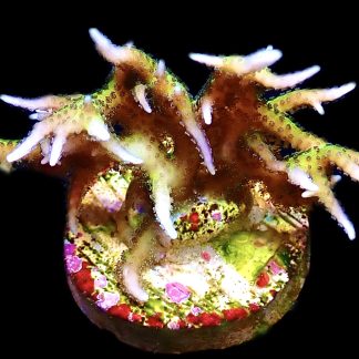 WYSIWYG 10G Limeberry Hysterix