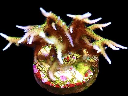 WYSIWYG 10G Limeberry Hysterix