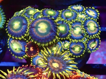 WYSIWYG Zoanthid Frag B19
