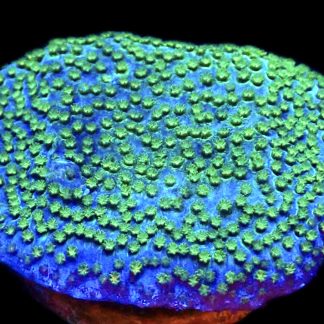 WYSIWYG 24B Pokerstar Montipora Frag- Large