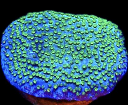 WYSIWYG 24B Pokerstar Montipora Frag- Large