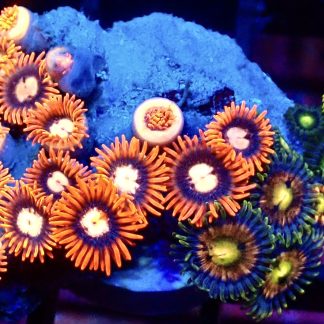 WYSIWYG Zoanthid Frag B48