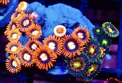 WYSIWYG Zoanthid Frag B48