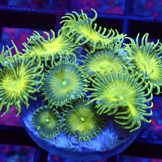 WYSIWYG 32i Grand Palythoa Frag