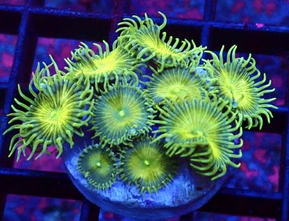 WYSIWYG 32i Grand Palythoa Frag