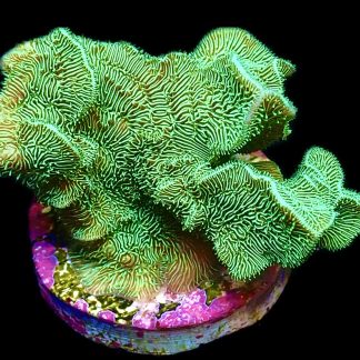 WYSIWYG 13D Ultra Metallic Scrolling Pavona Frag