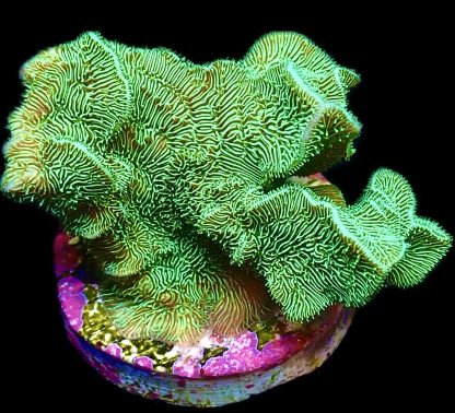 WYSIWYG 13D Ultra Metallic Scrolling Pavona Frag