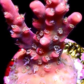 WYSIWYG 24G Little Red Riding Hood Acropora Frag