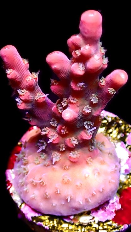 WYSIWYG 24G Little Red Riding Hood Acropora Frag