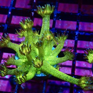 WYSIWYG A2 Glitterball Goniopora Frag 12+ Polyps