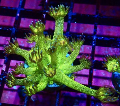 WYSIWYG A2 Glitterball Goniopora Frag 12+ Polyps