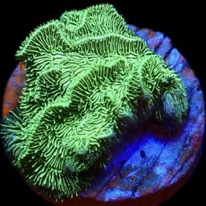 WYSIWYG M35 Ultra Metallic Scrolling Pavona Frag