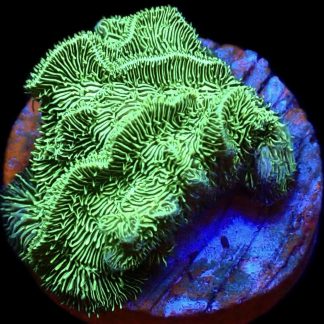 WYSIWYG M35 Ultra Metallic Scrolling Pavona Frag