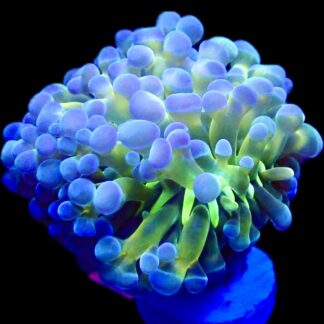 Neon Stripe Bicolour Branching Frammer