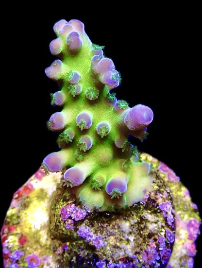 WYSIWYG 11D Miyagi Tort Acropora Frag