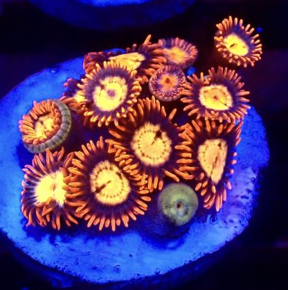 WYSIWYG Zoanthid Frag B17