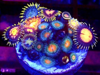 WYSIWYG Zoanthid Frag B18