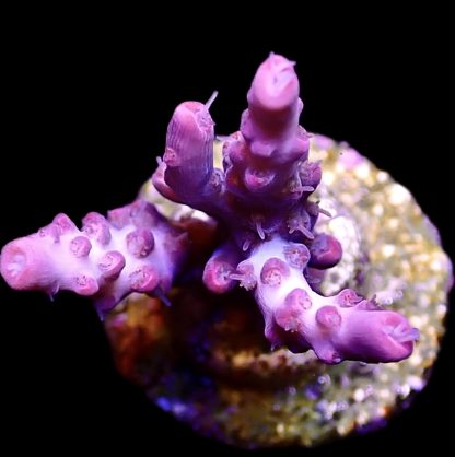 WYSIWYG 21H Barbie Blush Acropora Frag