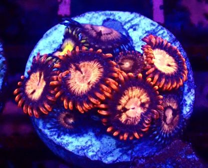 WYSIWYG Zoanthid Frag B48