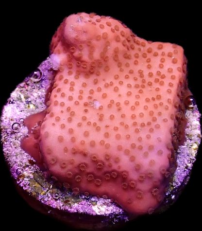 WYSIWYG 7E Lava Flow Montipora Frag