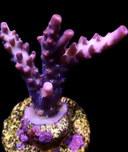 WYSIWYG 21E Barbie Blush Acropora Frag