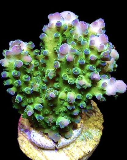 WYSIWYG 10F Violet Venom Acropora Extra Large Frag