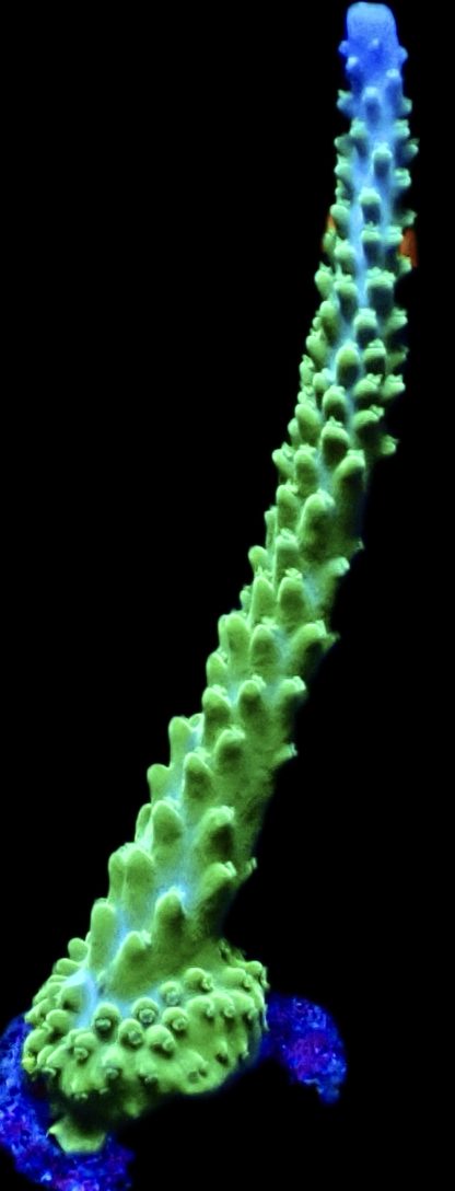 WYSIWYG 15F Blue / Turquoise Staghorn Acropora Frag Large