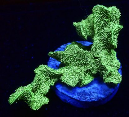 WYSIWYG 8K WYSIWYG Metallic Neon Scrolling Pavona Frag Large