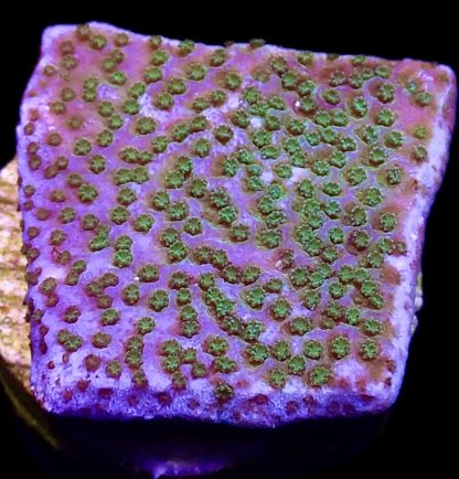 WYSIWYG 18A Pokerstar Montipora Frag