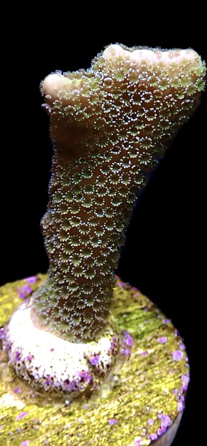 WYSIWYG 12C Lemon/Lime Montipora Digitata