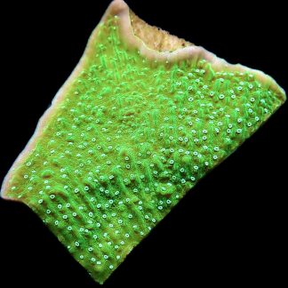 WYSIWYG 8J Pink Rim Emerald Plating Montipora