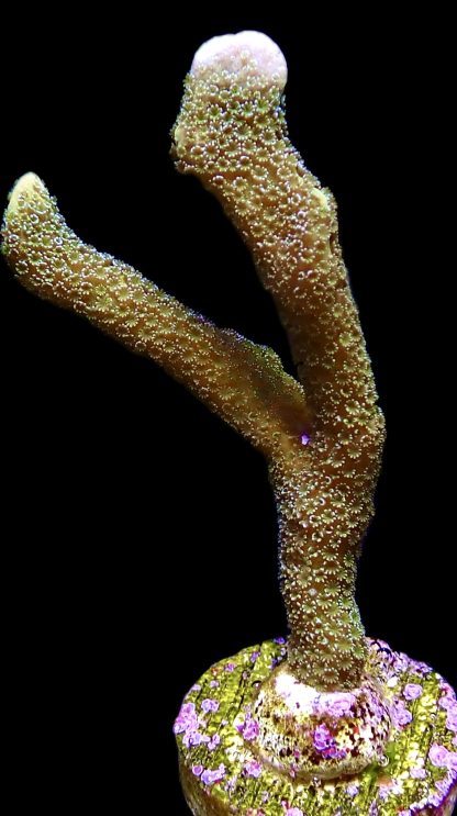 WYSIWYG 19K Lemon/Lime Montipora Digitata Large