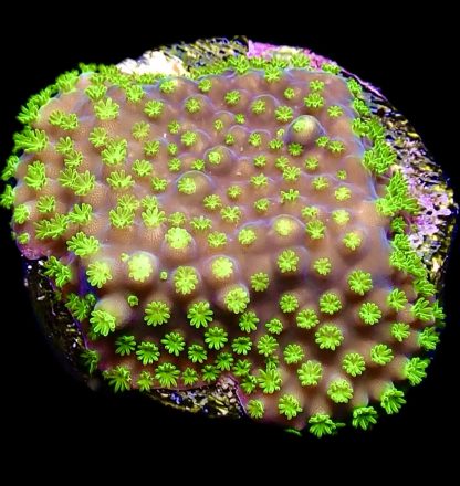 WYSIWYG 20D Bonsai Acropora Frag