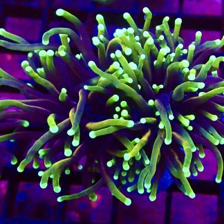 HellFire Torch Euphyllia Double Head