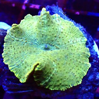 WYSIWYG Mushroom B25