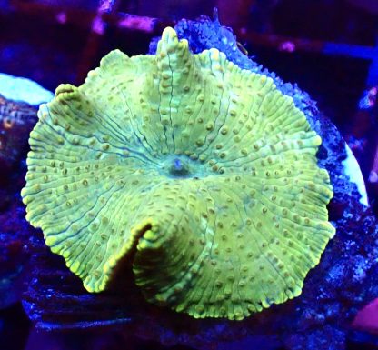 WYSIWYG Mushroom B25
