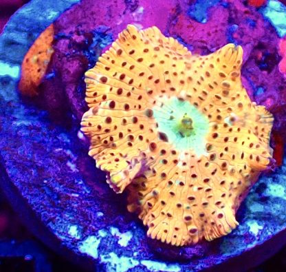 WYSIWYG Mushroom B21