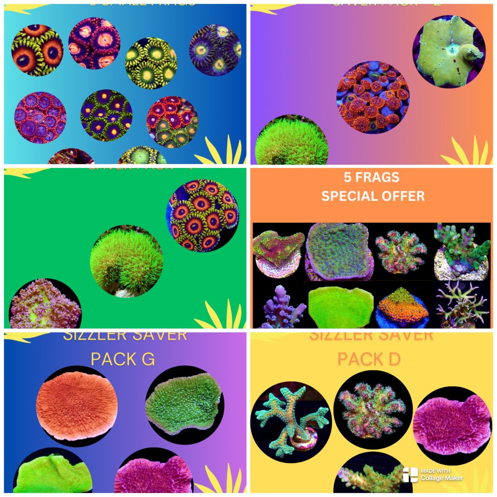 Coral Variety Packs