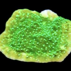 WYSIWYG 10G Pink Rim Emerald Plating Montipora