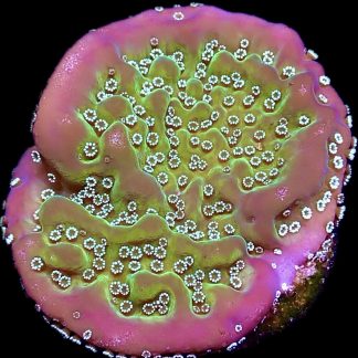 WYSIWYG 20K Montipora Undata Large Frag