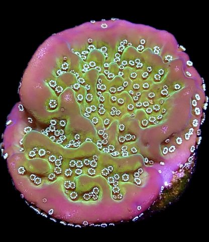 WYSIWYG 20K Montipora Undata Large Frag