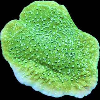 WYSIWYG 24C M.O.C. Pink Rim Emerald Plating Montipora Frag Large