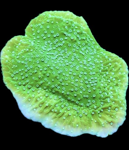 WYSIWYG 24C M.O.C. Pink Rim Emerald Plating Montipora Frag Large