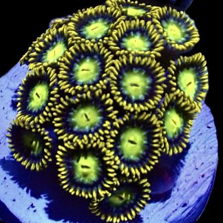 Lime Flare Zoanthid Frag 8+ Polyps