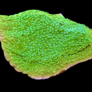 WYSIWYG 8J Pink Rim Emerald Plating Montipora Extra Large