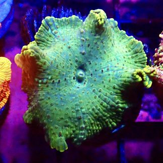 WYSIWYG Mushroom B25