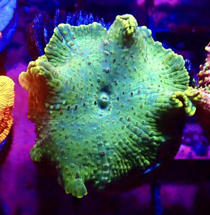 WYSIWYG Mushroom B25