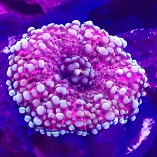 Pink Ricordea Yuma